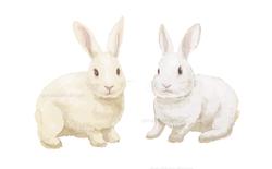 動物イラスト。