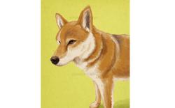 動物イラスト。