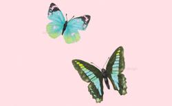 オシャレなテイストのイラスト。